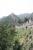 Kina-40